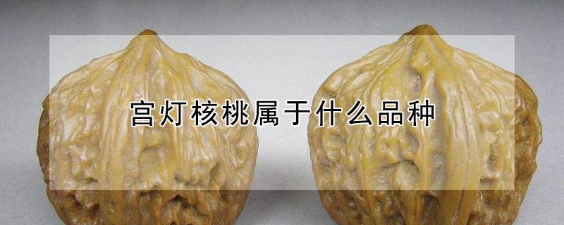 宫灯核桃属于什么品种
