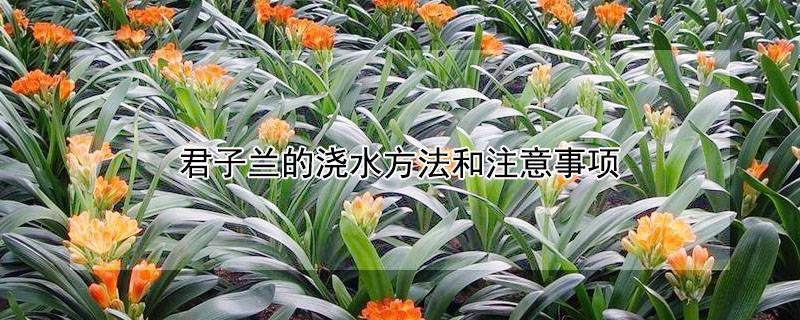 君子兰的浇水方法和注意事项
