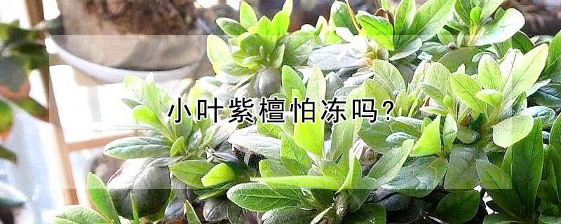 小叶紫檀怕冻吗?