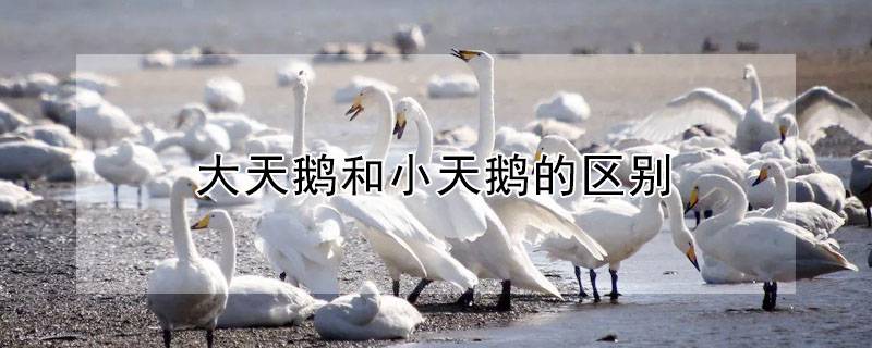 大天鹅和小天鹅的区别