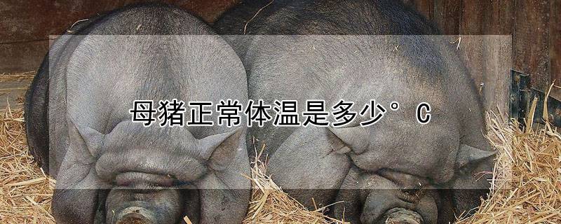 母猪正常体温是多少°C