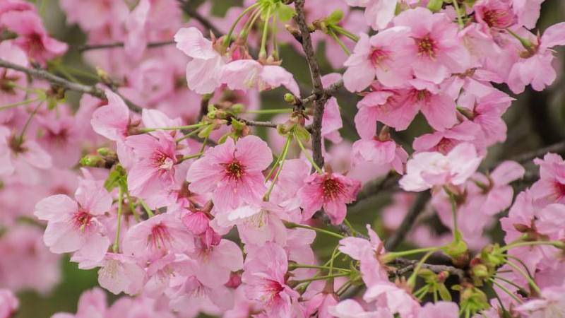 粉色樱花的花语是什么