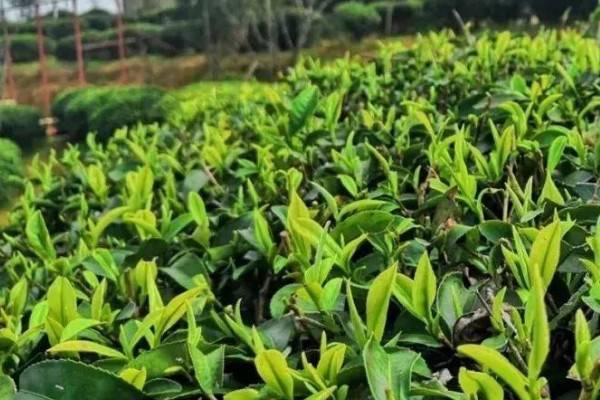 什么茶叶属于绿茶