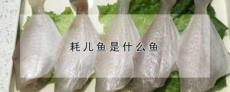 耗儿鱼是什么鱼