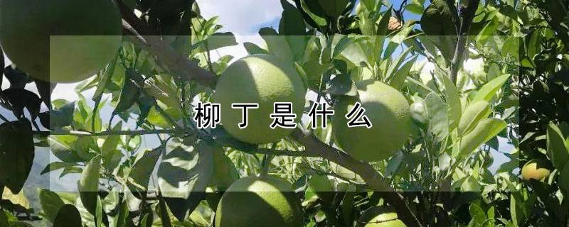 柳丁是什么