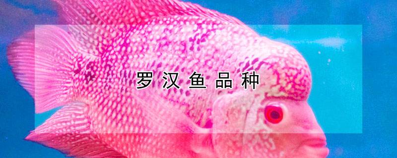 罗汉鱼品种