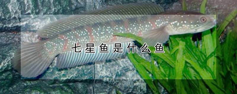 七星鱼是什么鱼