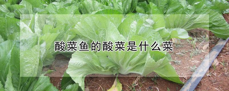 酸菜鱼的酸菜是什么菜