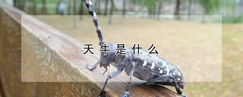 天牛是什么