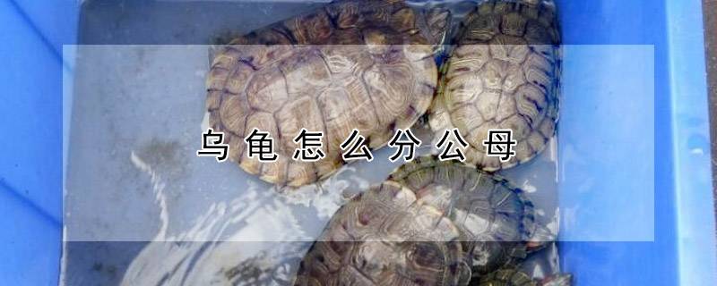 乌龟怎么分公母