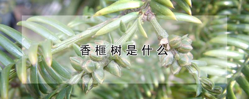 香榧树是什么