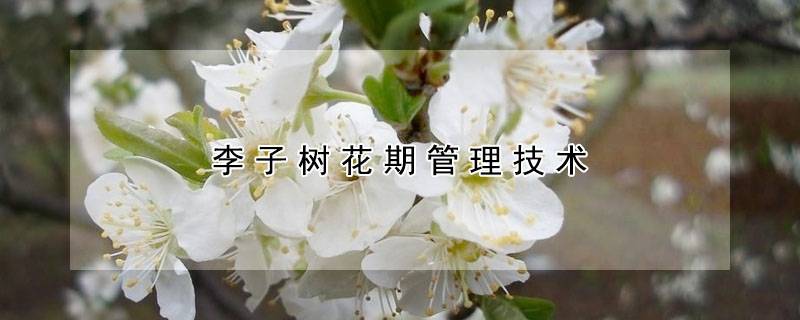 李子树花期管理技术