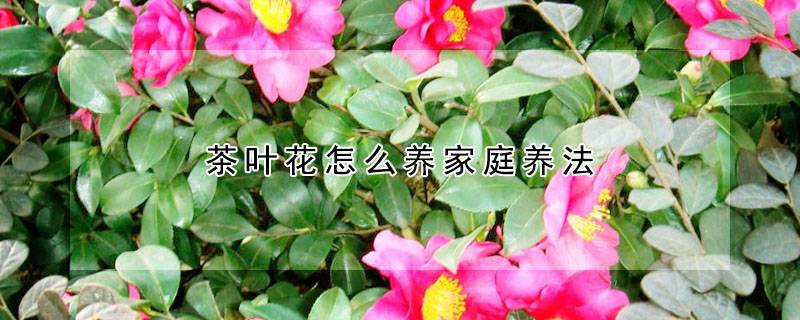 茶叶花怎么养家庭养法