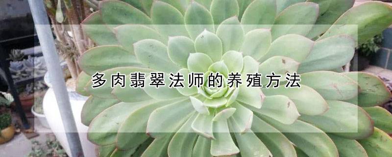 多肉翡翠法师的养殖方法