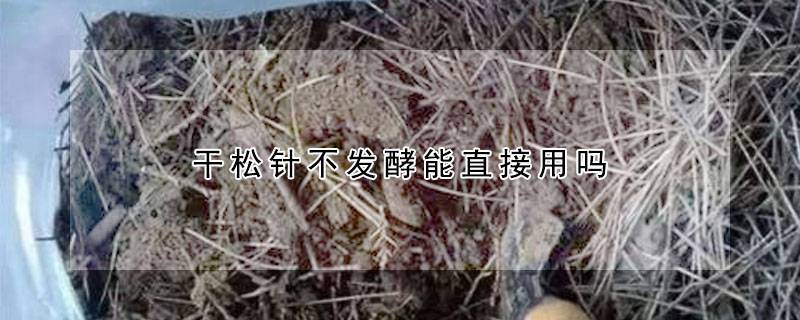 干松针不发酵能直接用吗