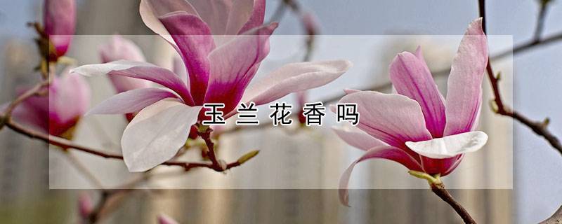 玉兰花香吗