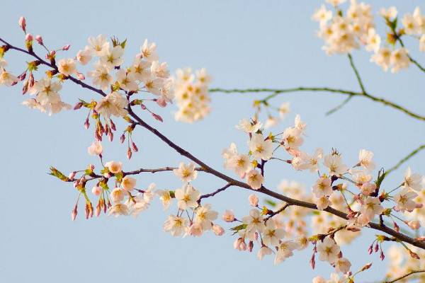 梨花是什么季节开的