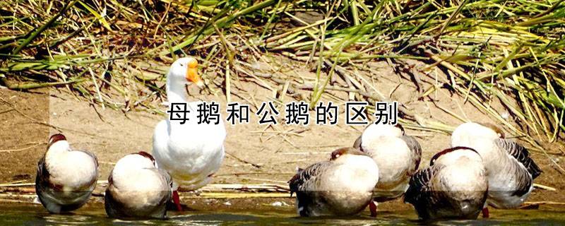 母鹅和公鹅的区别