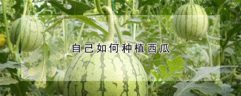 自己如何种植西瓜