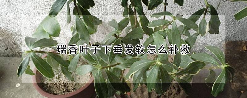 瑞香叶子下垂发软怎么补救