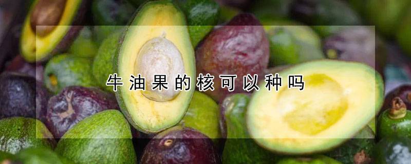 牛油果的核可以种吗