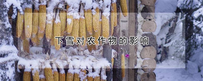 下雪对农作物的影响
