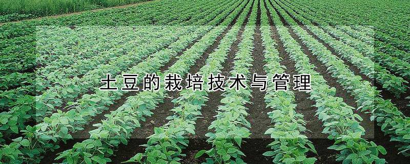 土豆的栽培技术与管理