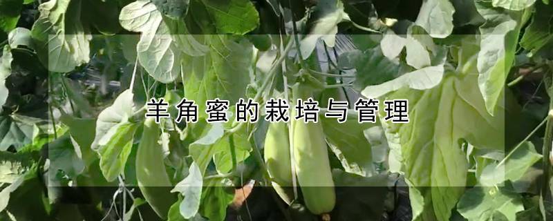羊角蜜的栽培与管理