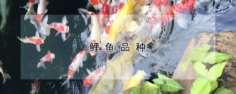 鲤鱼品种