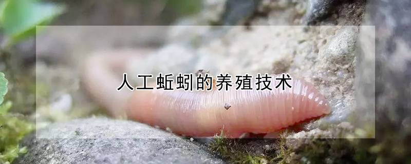 人工蚯蚓的养殖技术