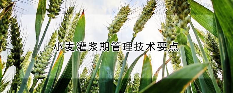 小麦灌浆期管理技术要点