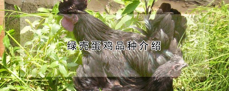 绿壳蛋鸡品种介绍