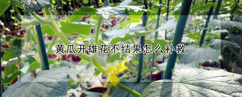 黄瓜开雄花不结果怎么补救