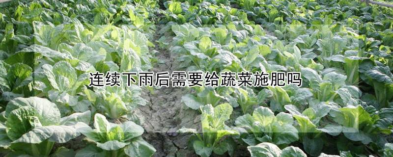 连续下雨后需要给蔬菜施肥吗