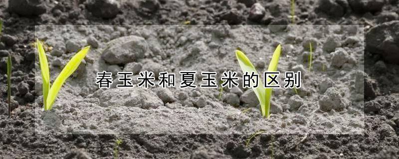 春玉米和夏玉米的区别