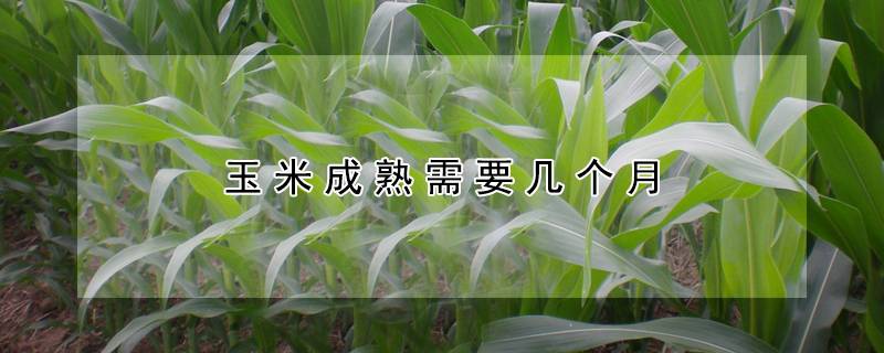 玉米成熟需要几个月