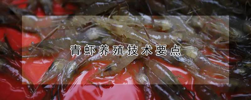 青虾养殖技术要点