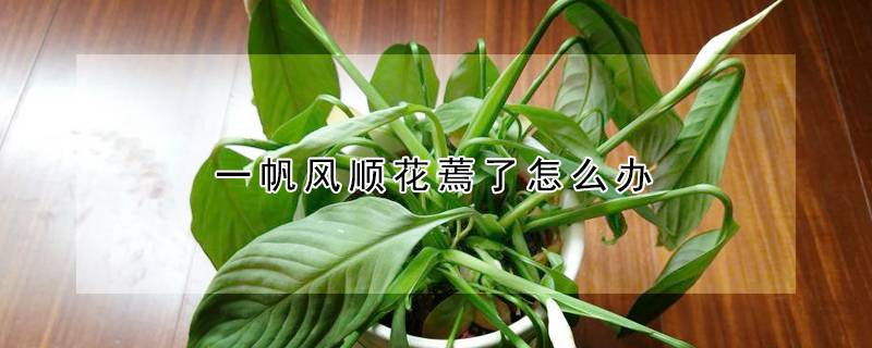 一帆风顺花蔫了怎么办
