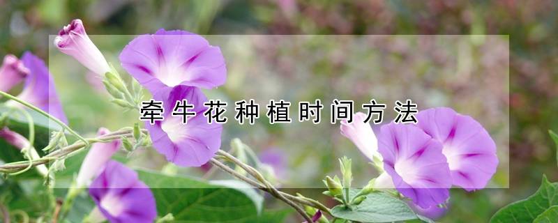 牵牛花种植时间方法