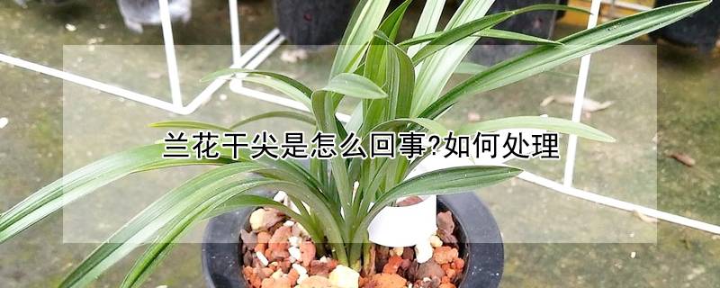 兰花干尖是怎么回事?如何处理