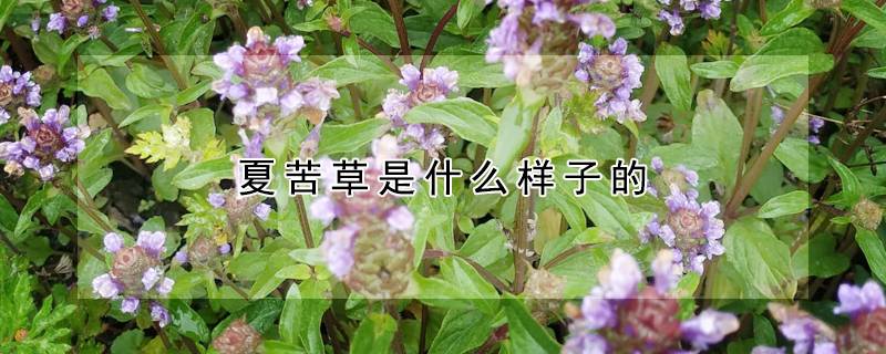 夏苦草是什么样子的