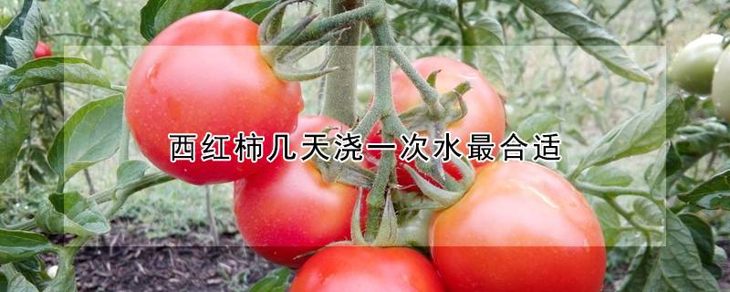 西红柿几天浇一次水最合适