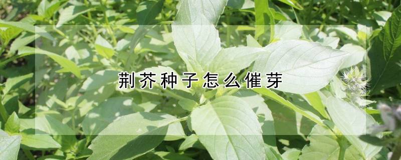 荆芥种子怎么催芽