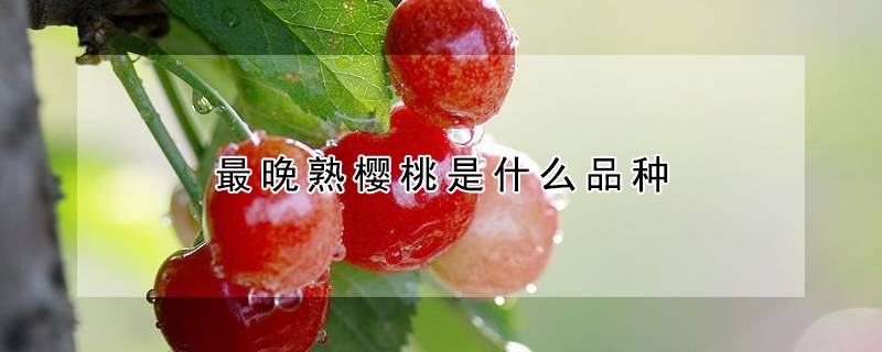 最晚熟樱桃是什么品种