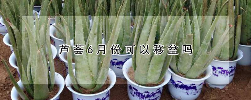 芦荟6月份可以移盆吗