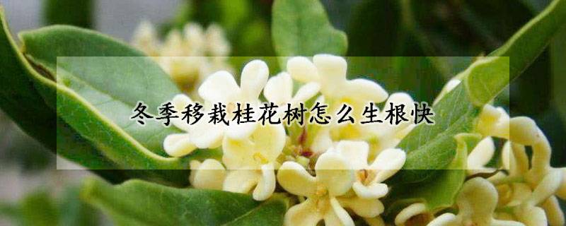 冬季移栽桂花树怎么生根快