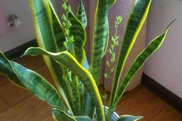裸根虎皮兰种植方法