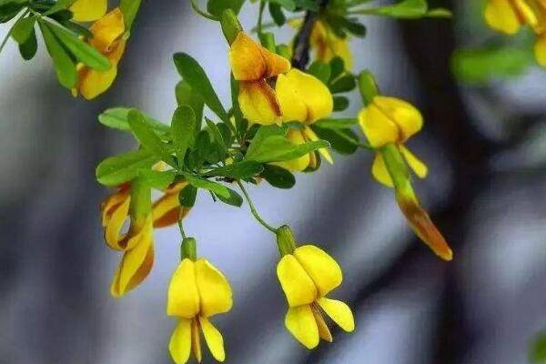 金雀怎么修剪多开花