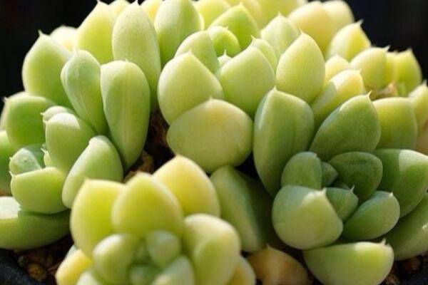 多肉徒长了怎么控回来