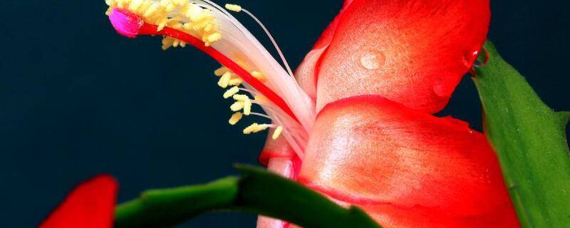 假昙花怎么度夏